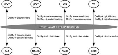 Understanding the Role of Orexin Neuropeptides in Drug Addiction: Preclinical Studies and Translational Value